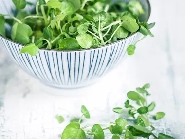 Spotlight on Chlorophyll