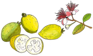5 ideas for feijoas