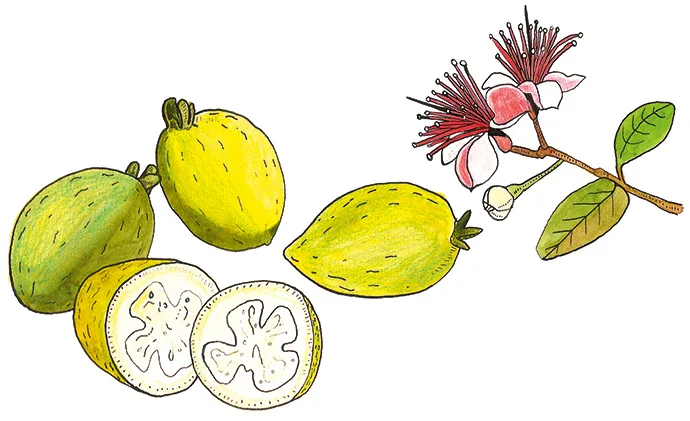 5 ideas for feijoas