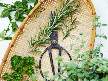 How to dry herbs