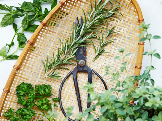 How to dry herbs