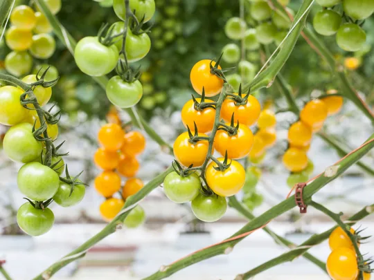 Sharing a fascination for flavour