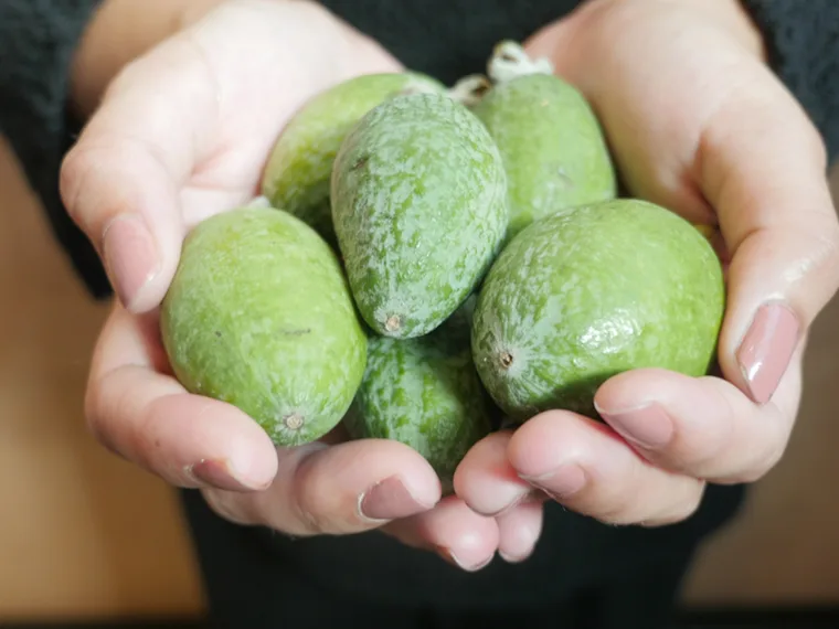 Why we love feijoas
