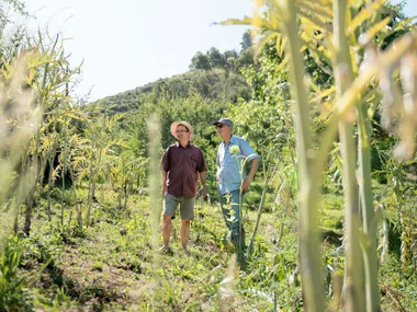 Globe artichokes are a family business at Ohaene Organics
