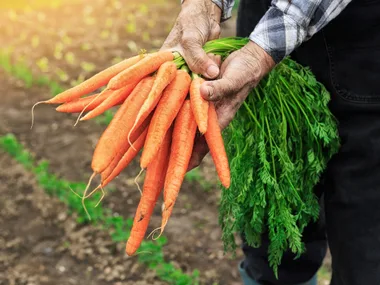Your autumn garden guide to planting and harvesting vegetables