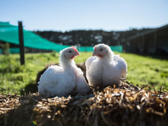 Living the free range life