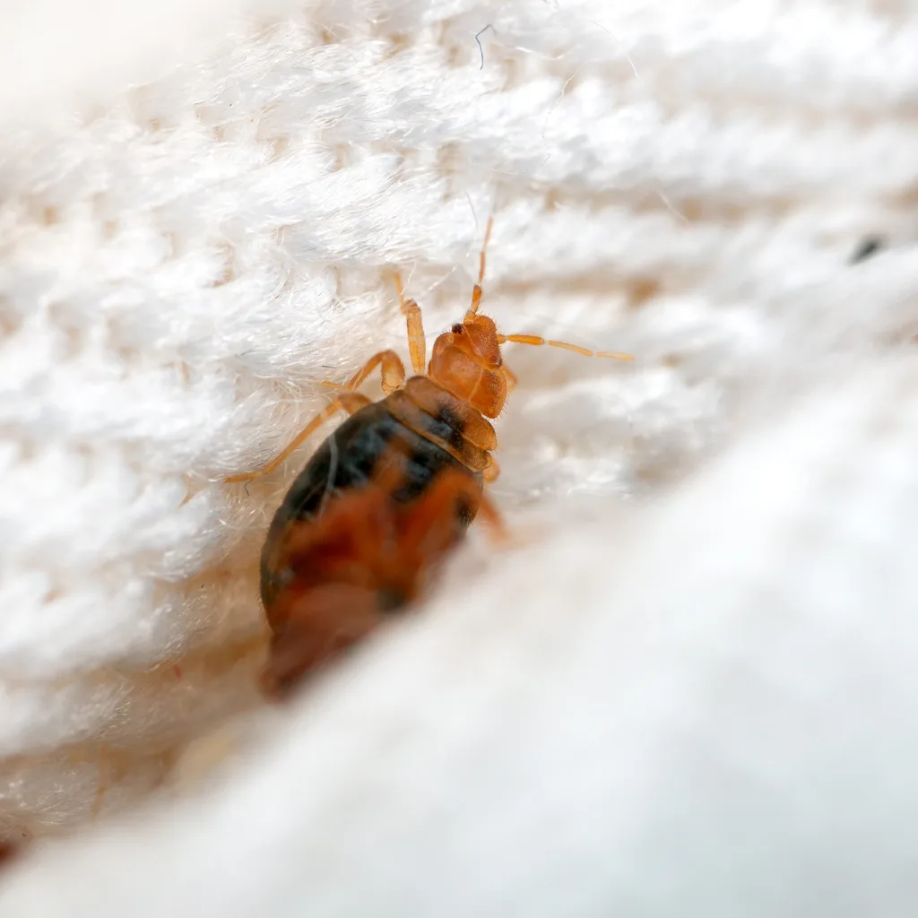 bed bug in crease of mattress