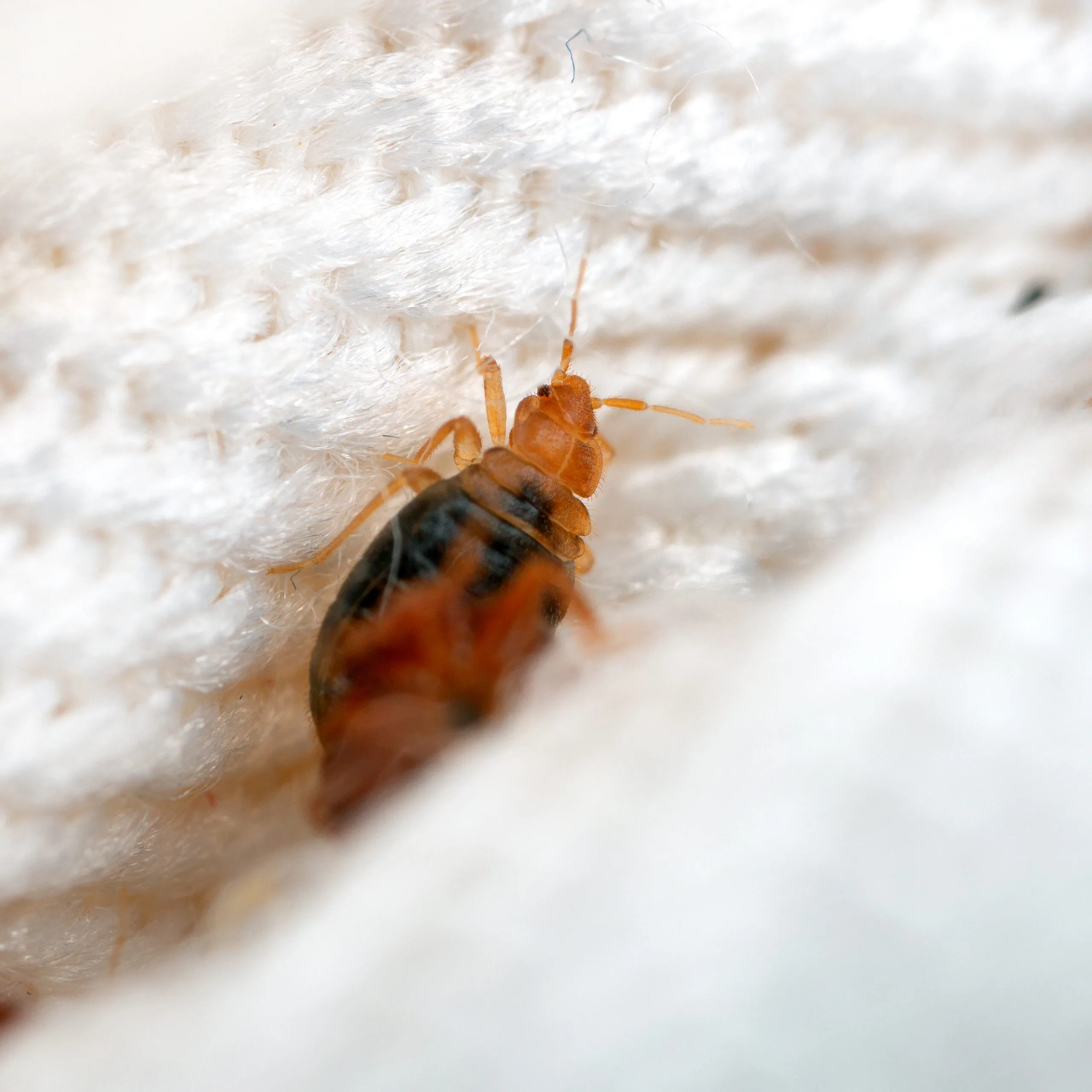 bed bug in crease of mattress