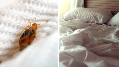 spliced image of a bed bug in the folds of a mattress next to a set of rumpled sheets