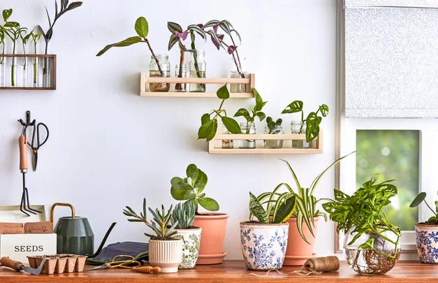 Propagated plants in small pots and hanging from wall on bench