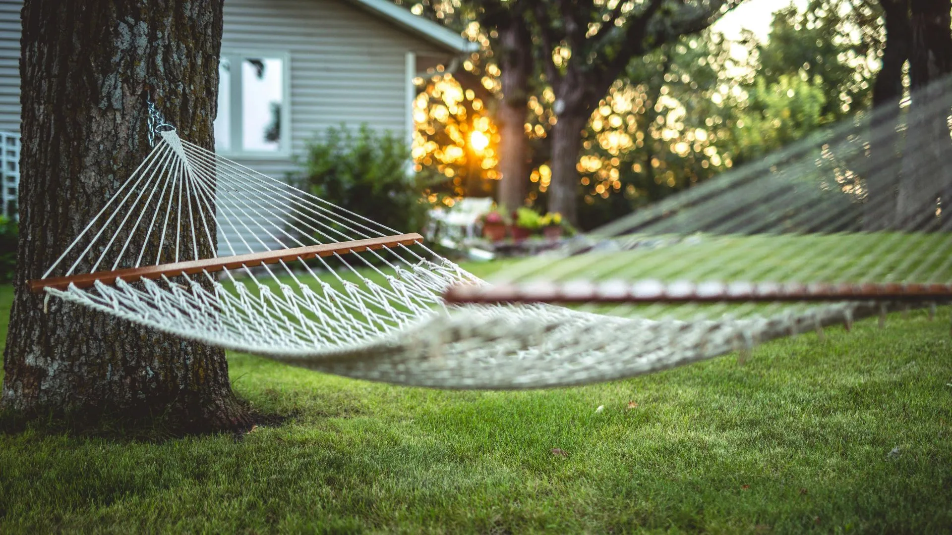 where do ticks live in backyard