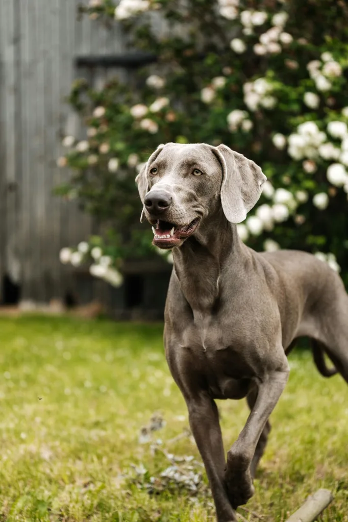 dog in backyard with ticks