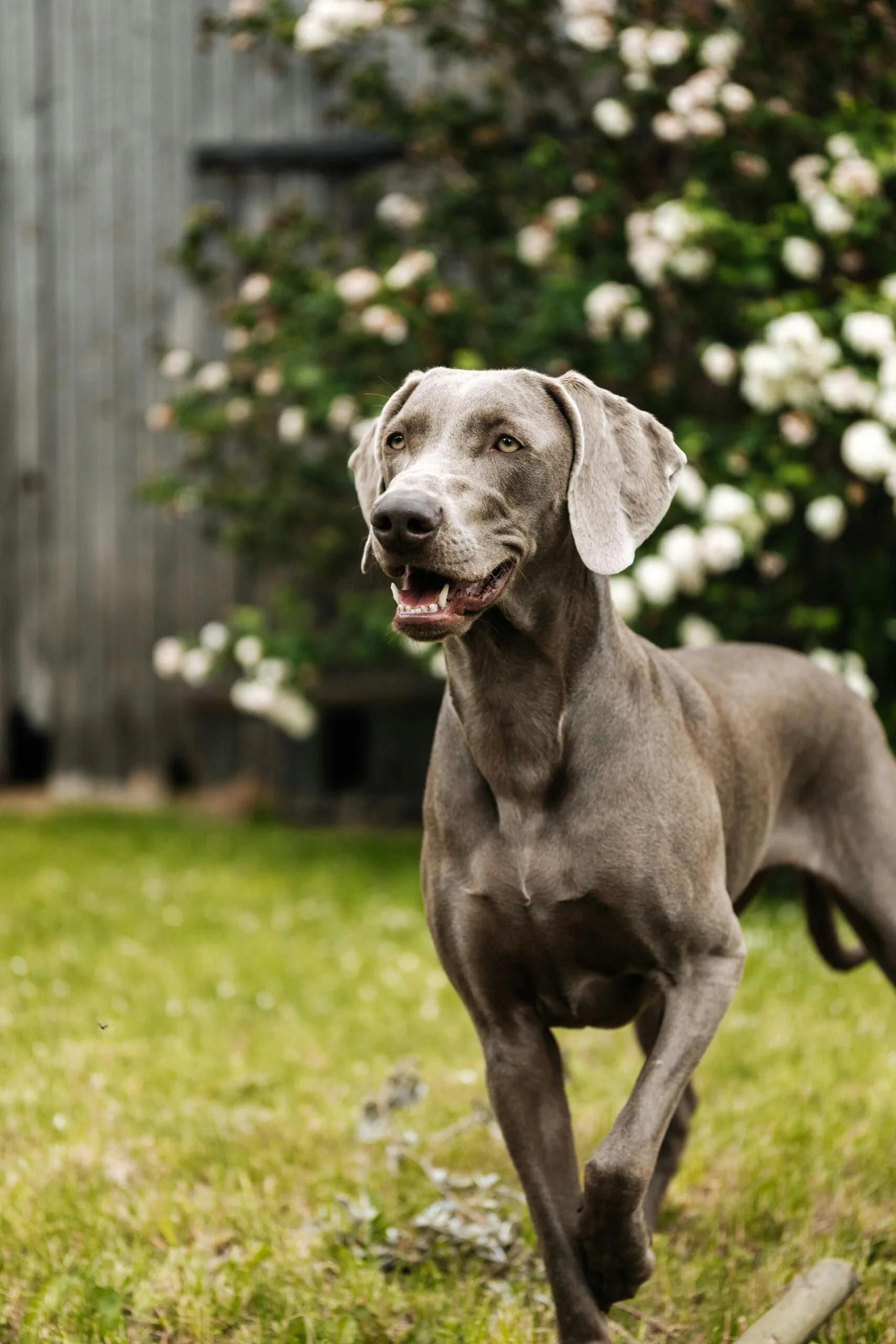 dog in backyard with ticks
