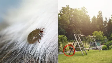 where ticks live in your backyard