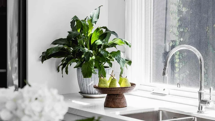 plants on windowsill in kitchen