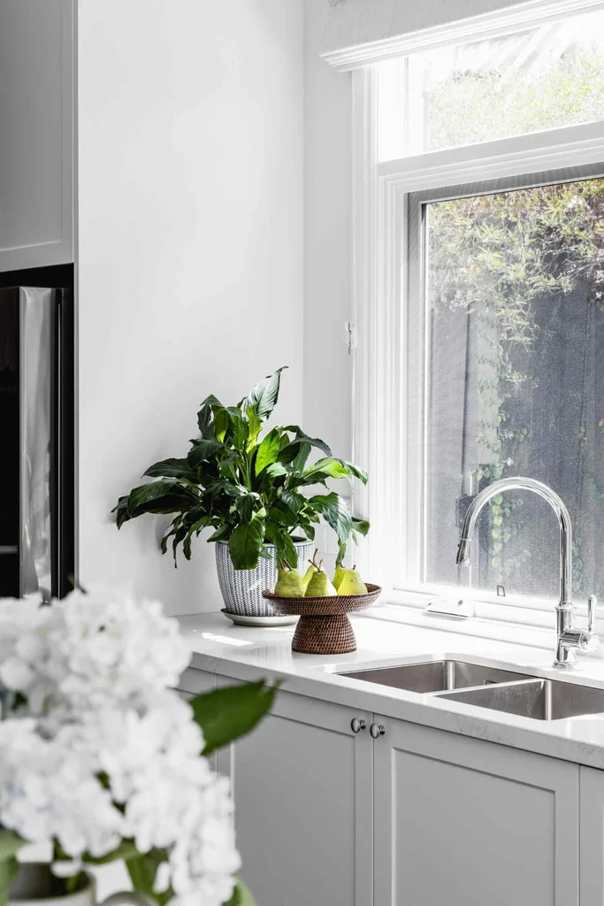 plants on windowsill in kitchen