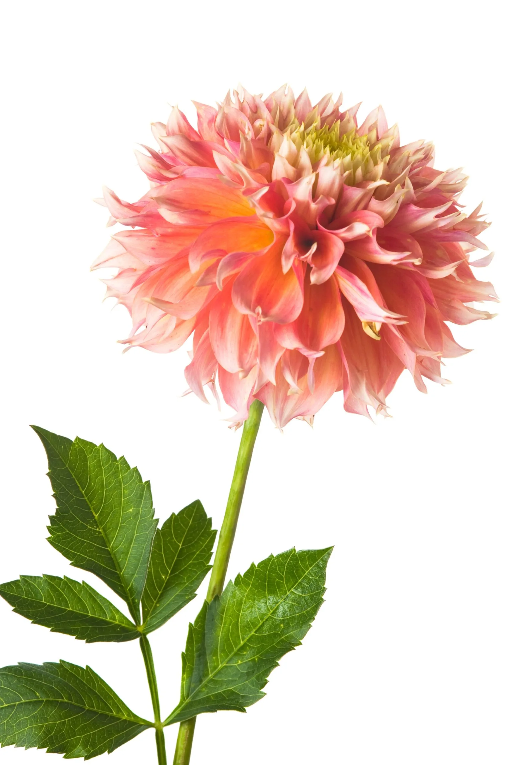 dahlia in bright pinky orange with lots of tiny petals