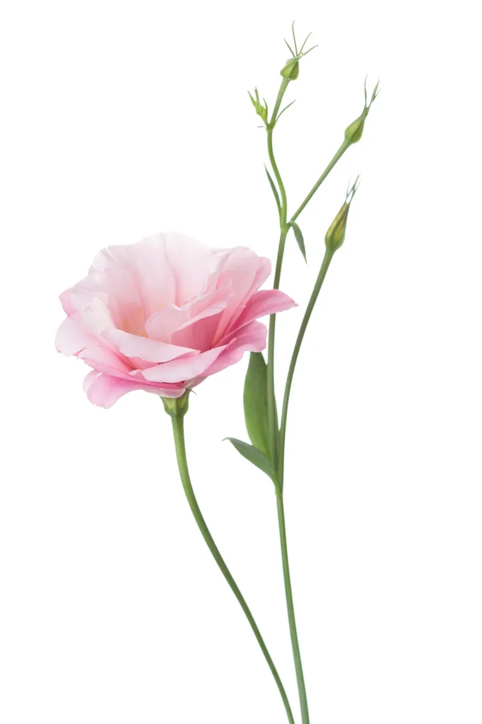 lisianthus with stem with flower buds on the side