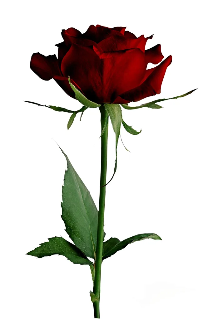rose in deep red with leaves on the bottom of the stem