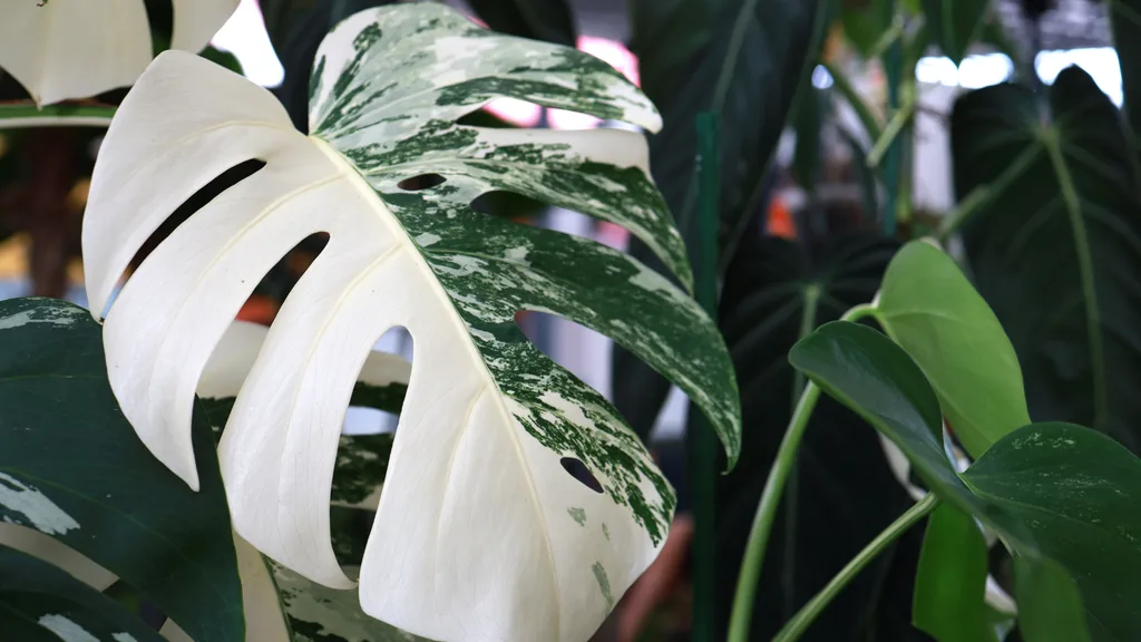 albo monstera