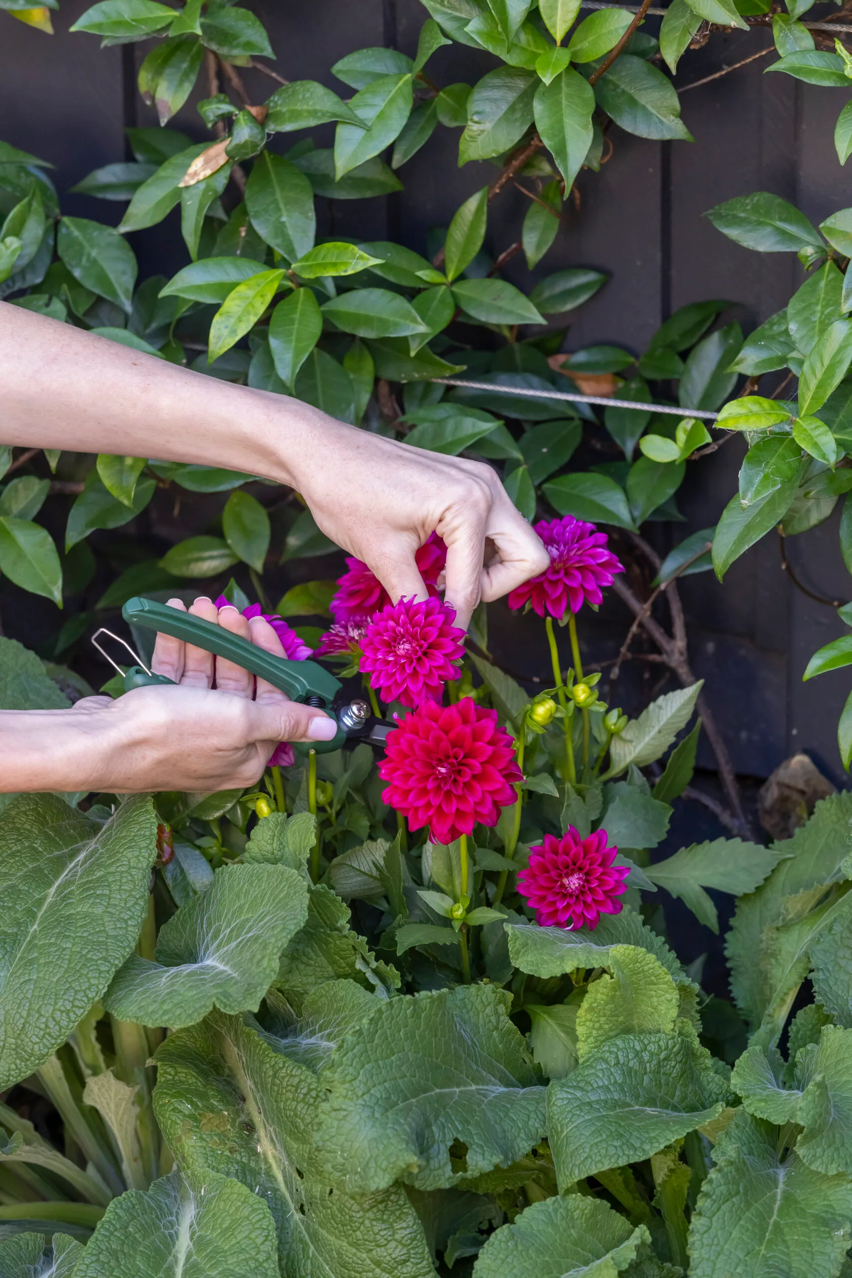 hands cutting fresh dahlias off the plant as a method of making flowers last longer 