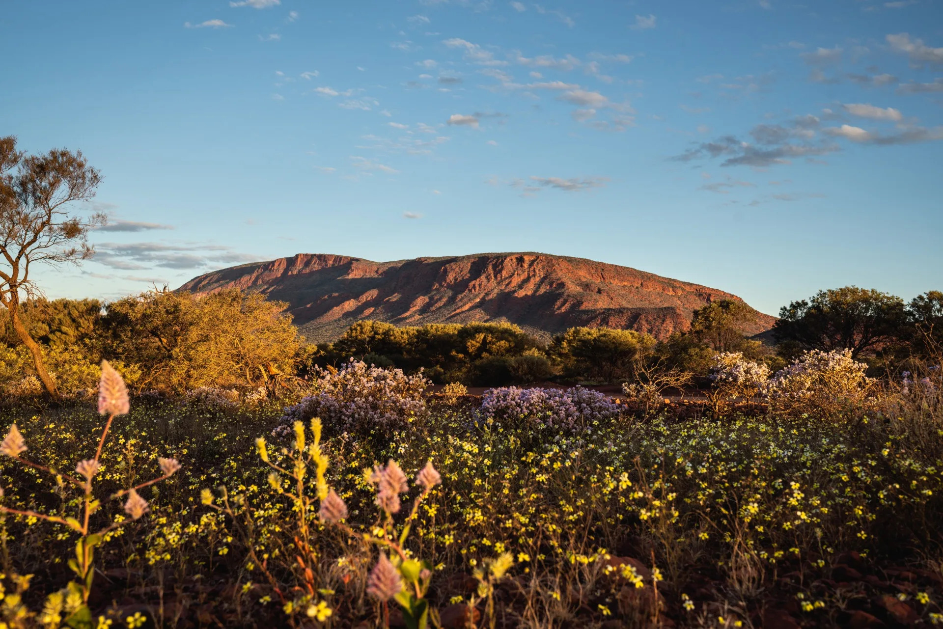 Mount Augustus with wildflowers blooming in foreground