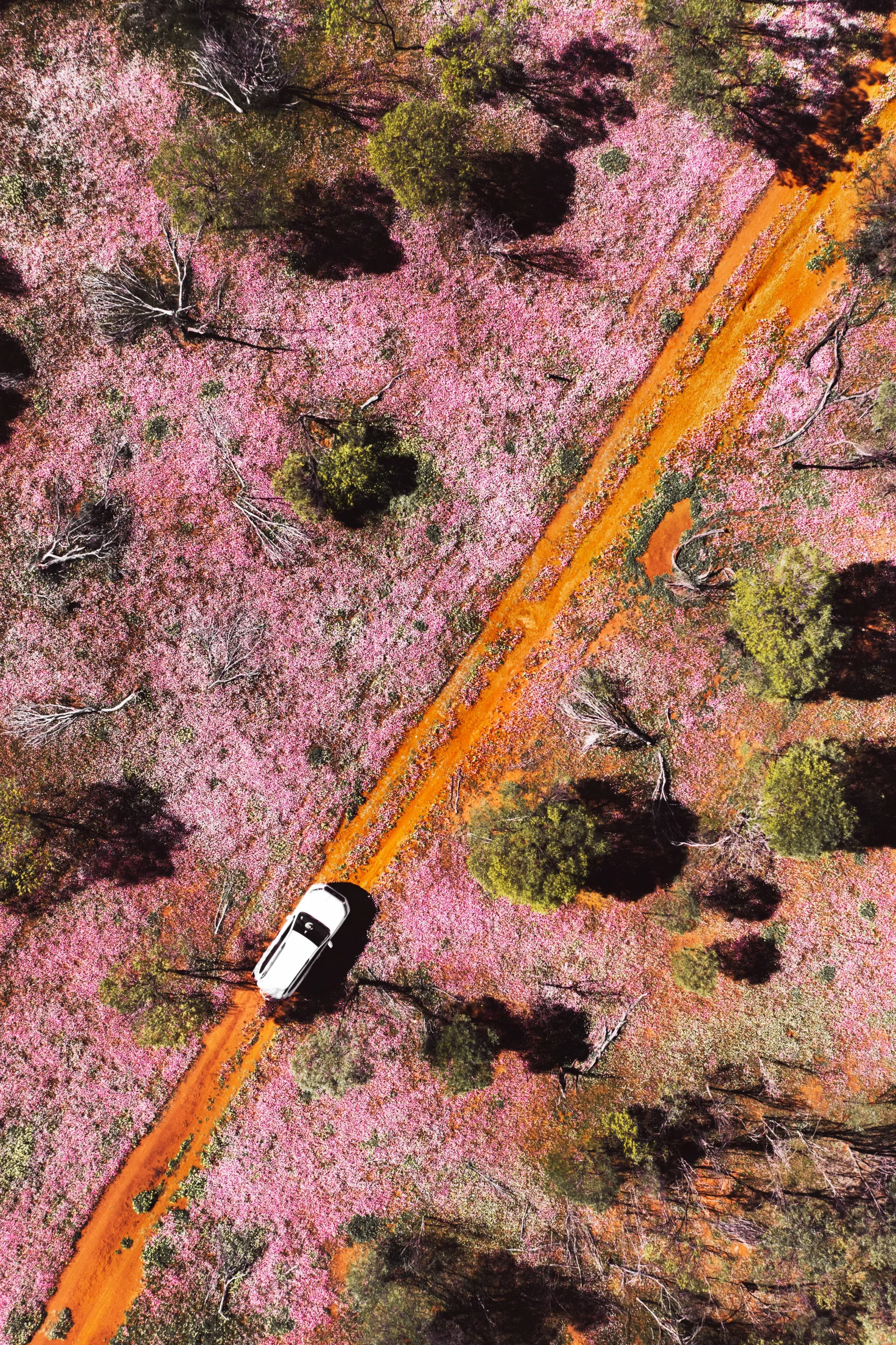 car driving through wildflower field