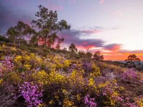 The best places to see Western Australia’s famous wildflowers