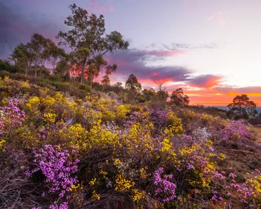 The best places to see Western Australia’s famous wildflowers