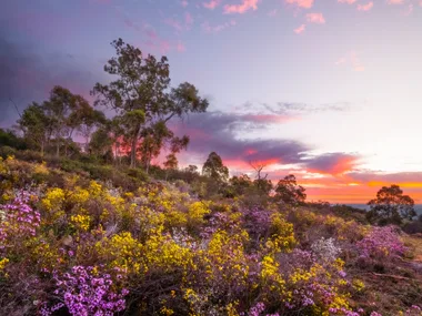 The best places to see Western Australia’s famous wildflowers