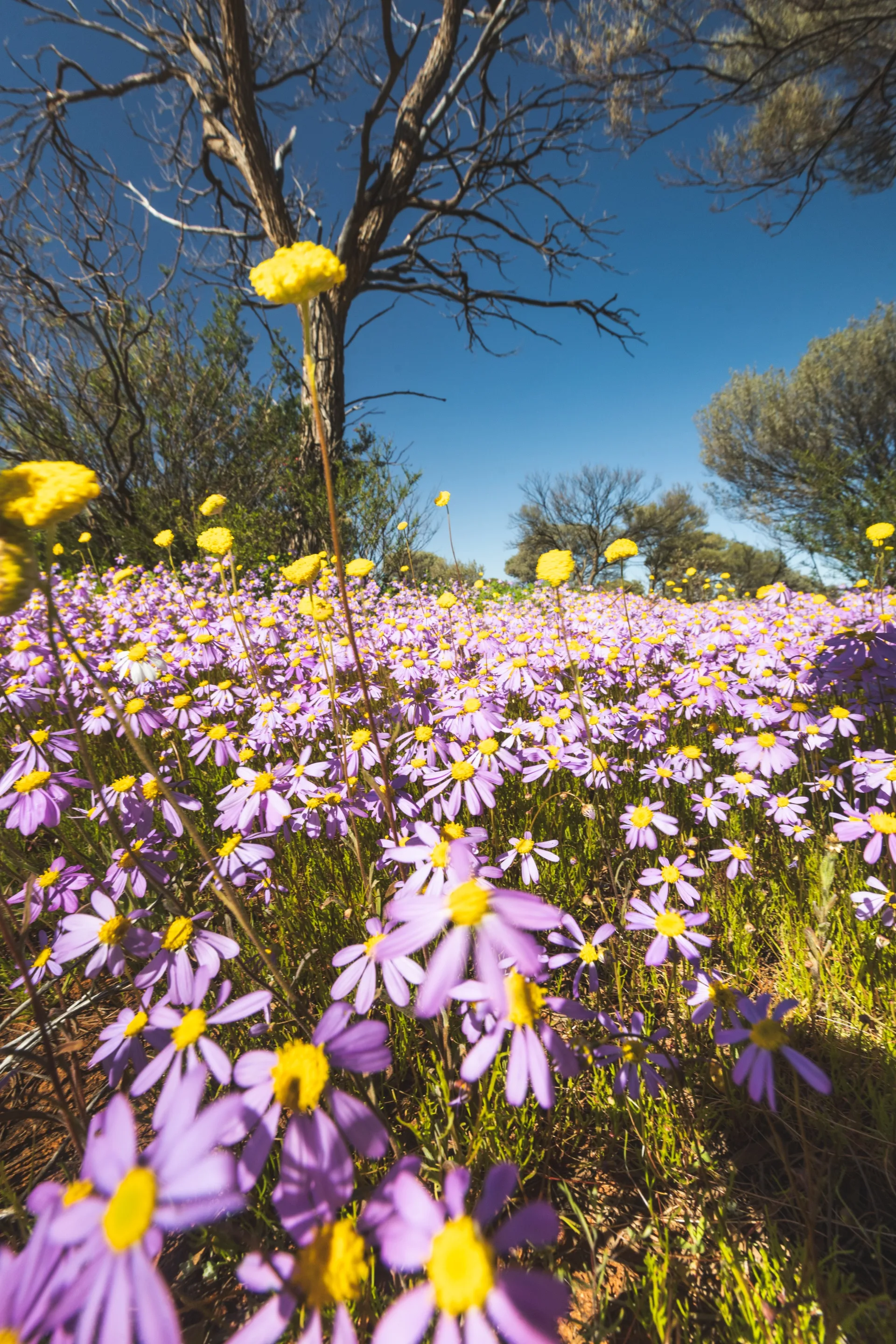 purple and yellow wildflowers in close up photo