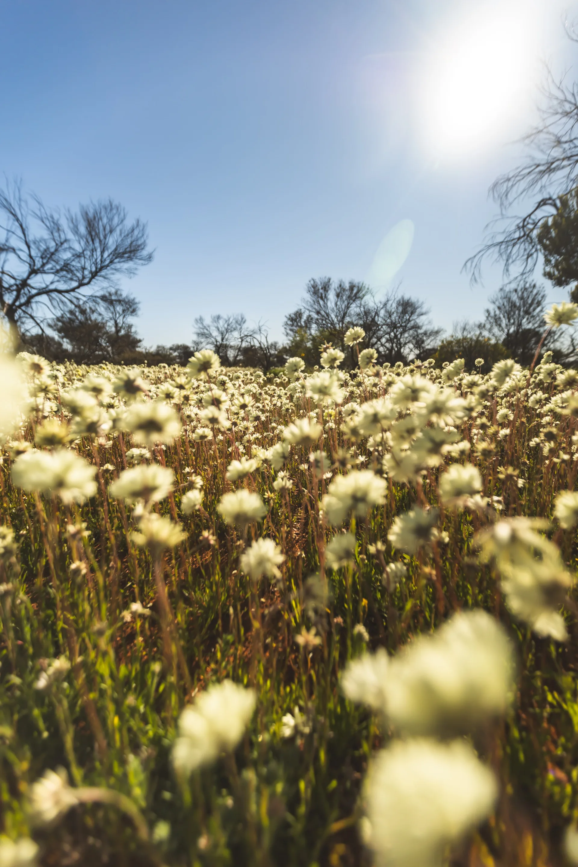 close up of white everlasting daisies