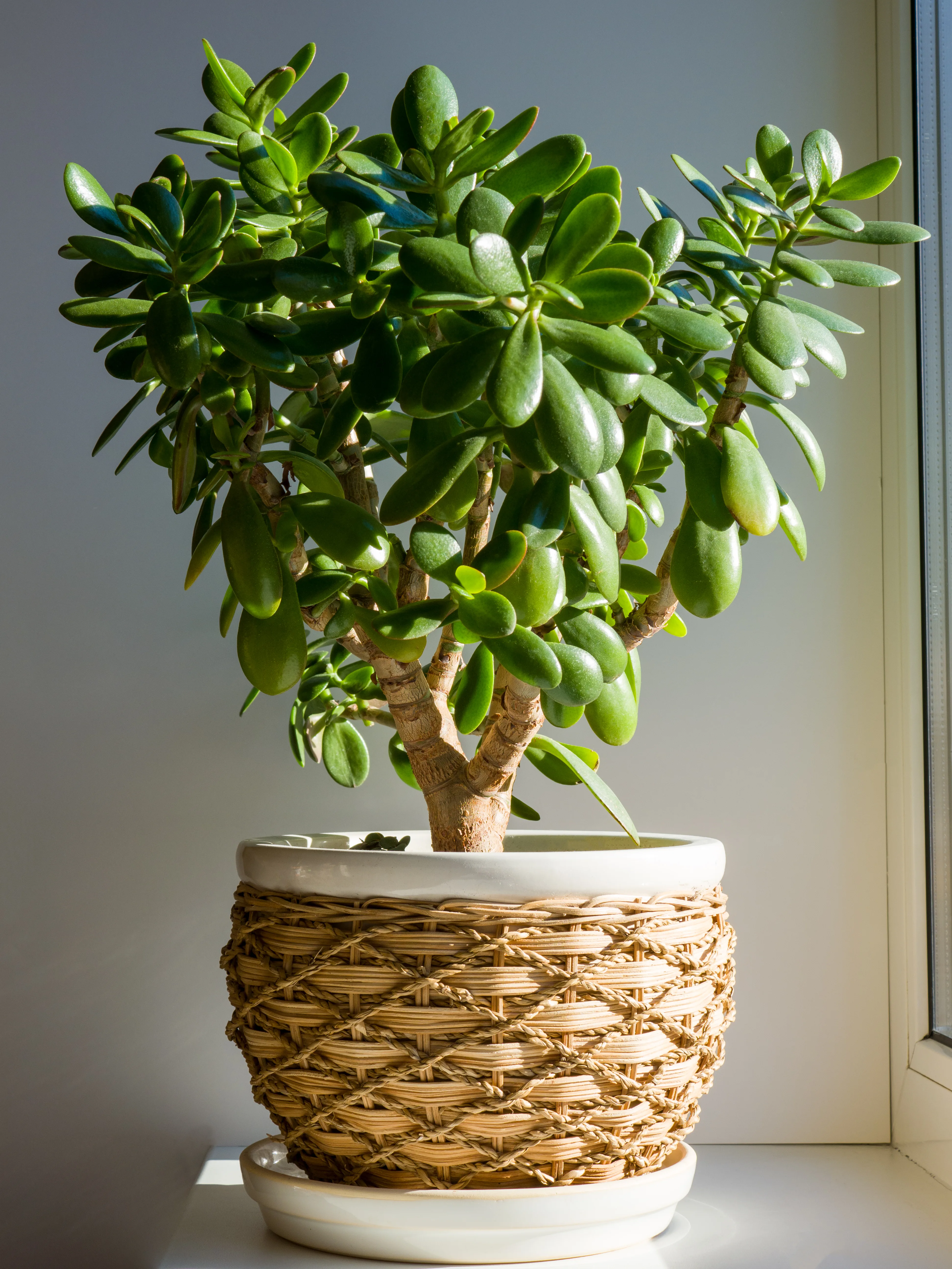 jade plant in woven basket pot