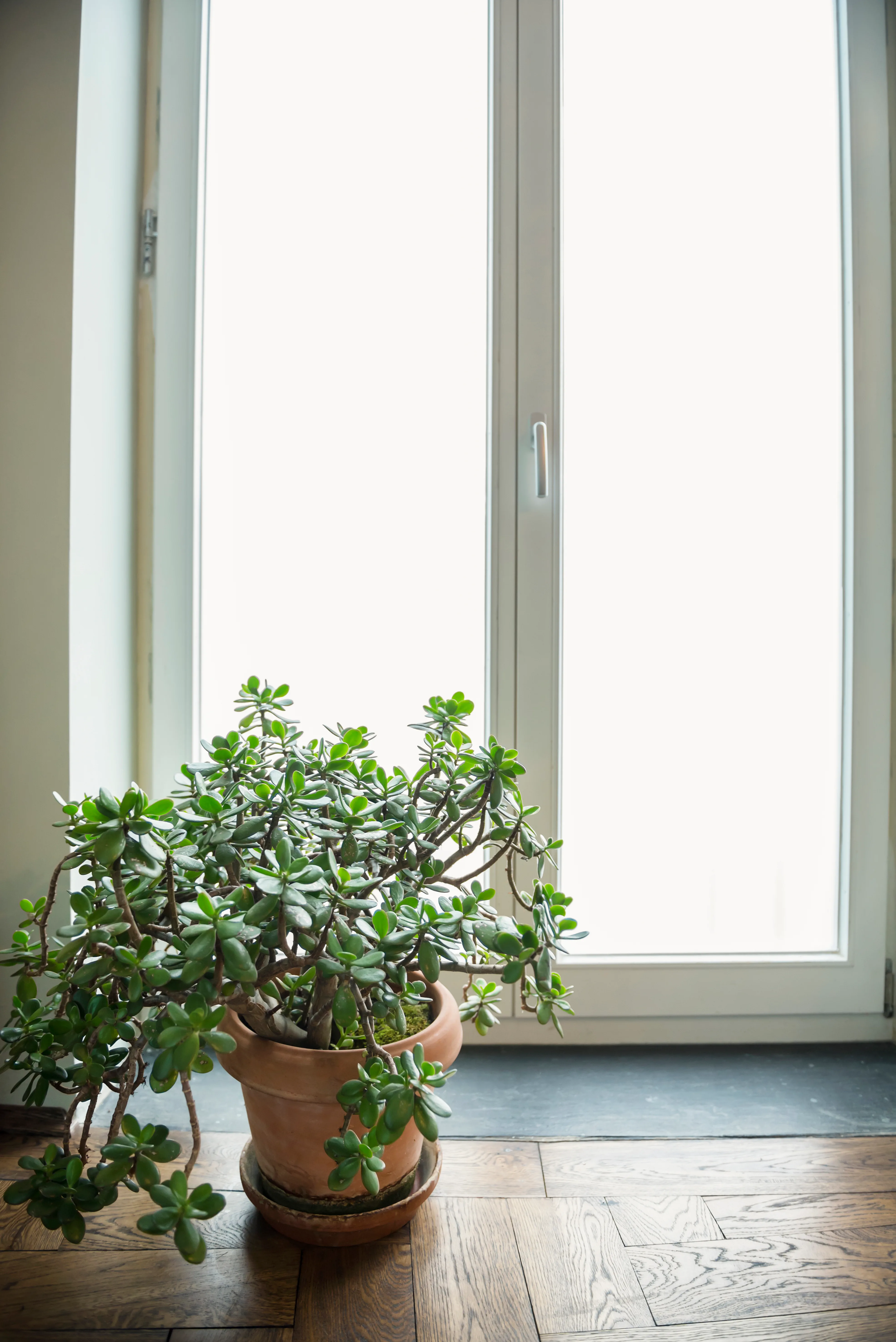 jade plant in front of door