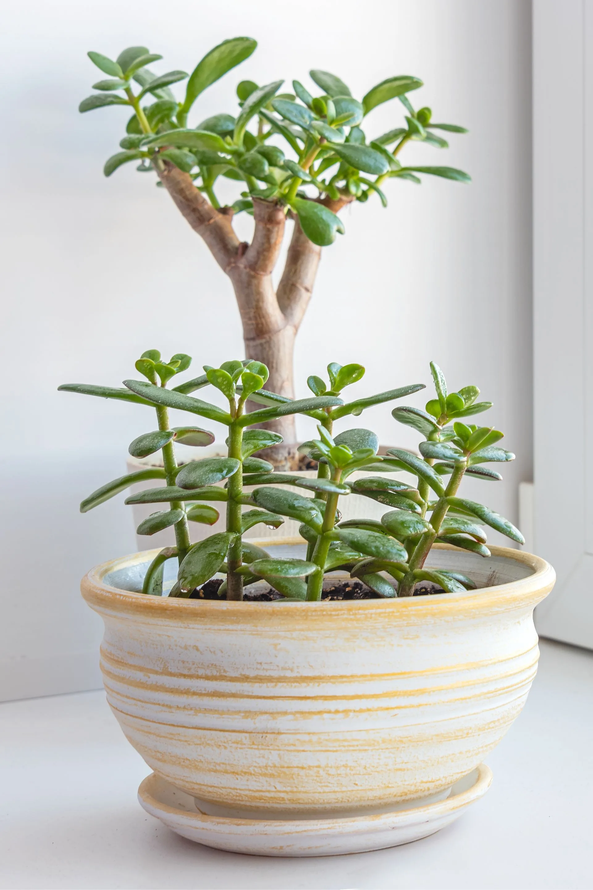 jade plants
