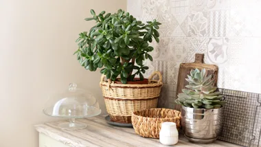 jade plant in basket on table