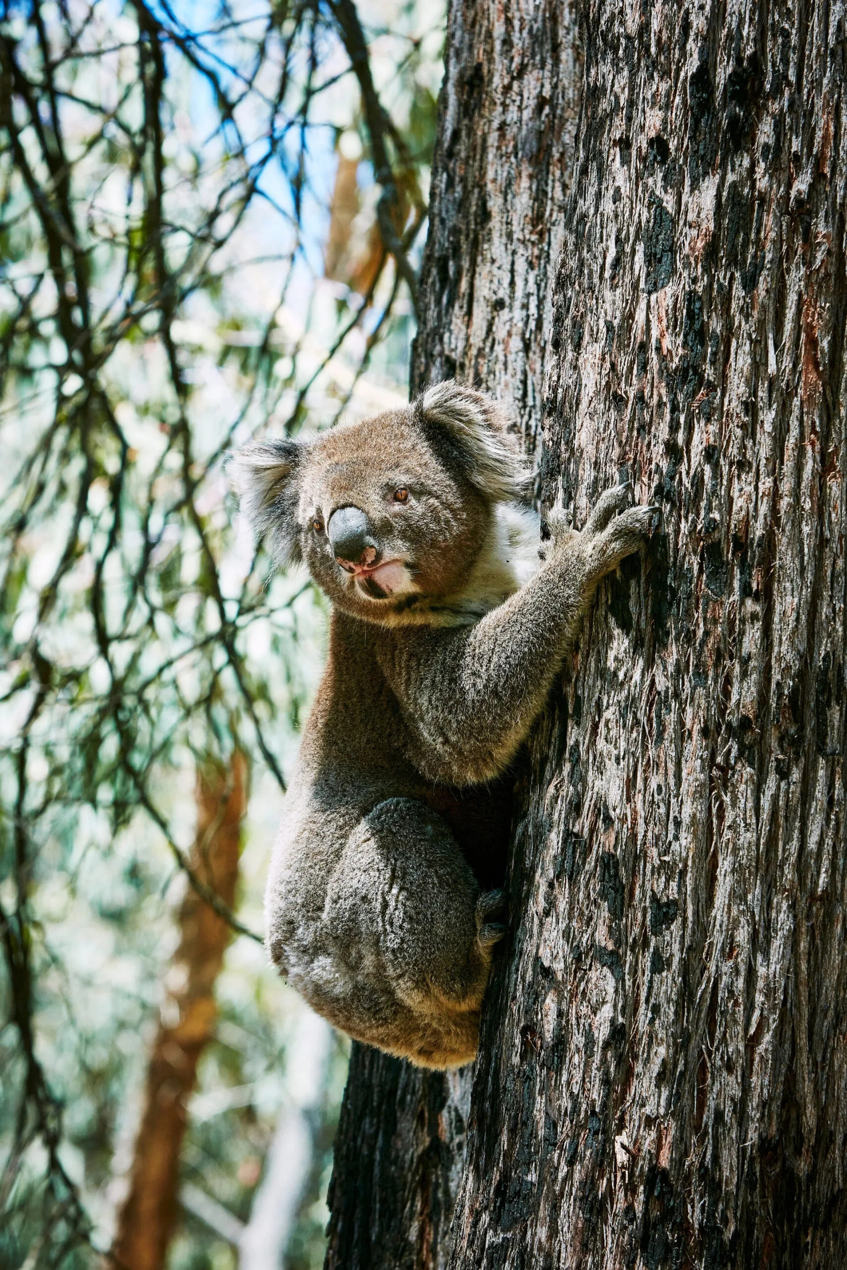 koala holding onto gum tree looking straight into camera