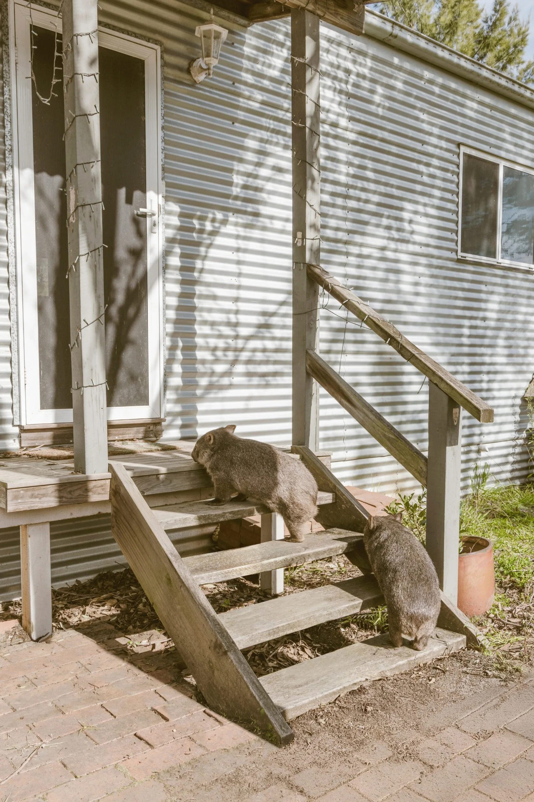 wombats walking up wooden outdoor staircase into corrugated iron clad house