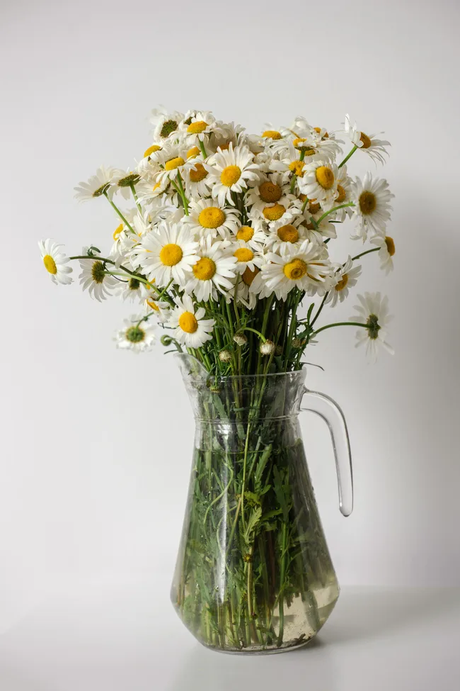 A clear glass vase with white daisies