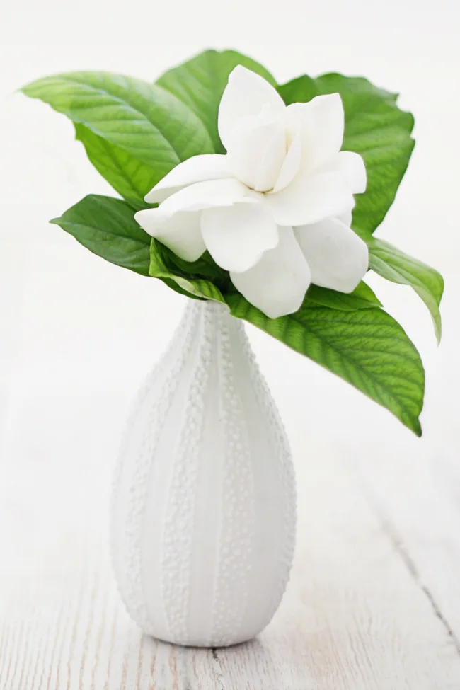 A white glass vase with a white gardenia