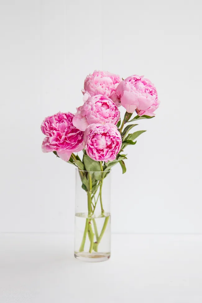 A clear glass vase with pink peonies