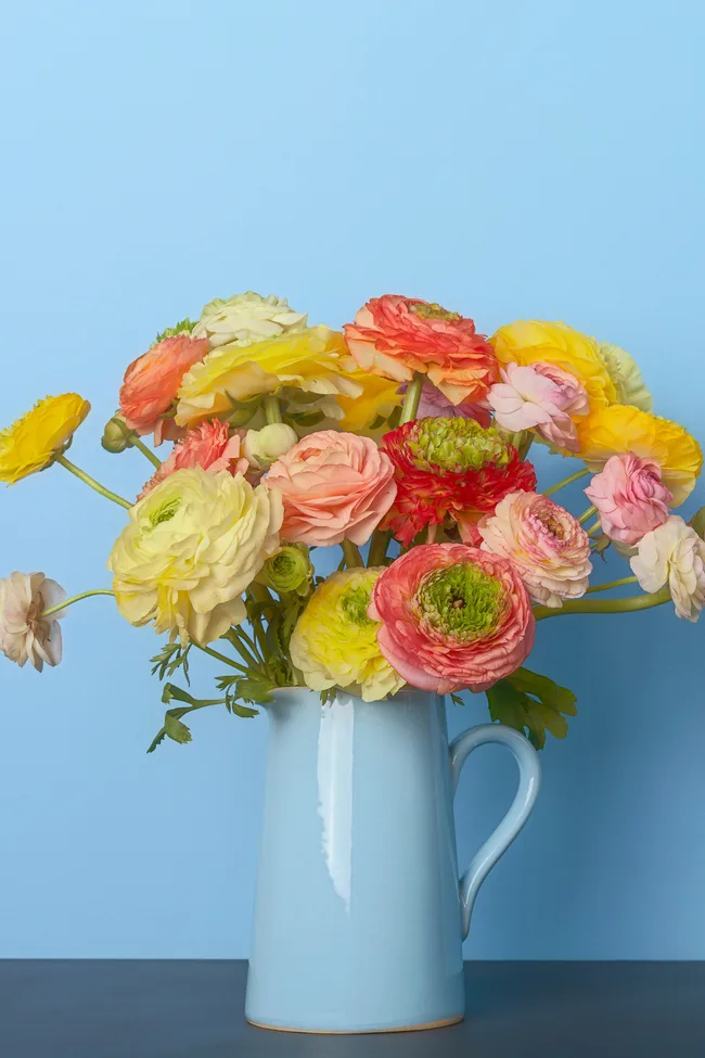 A blue vase with yellow, orange, red, white and pink ranunclus