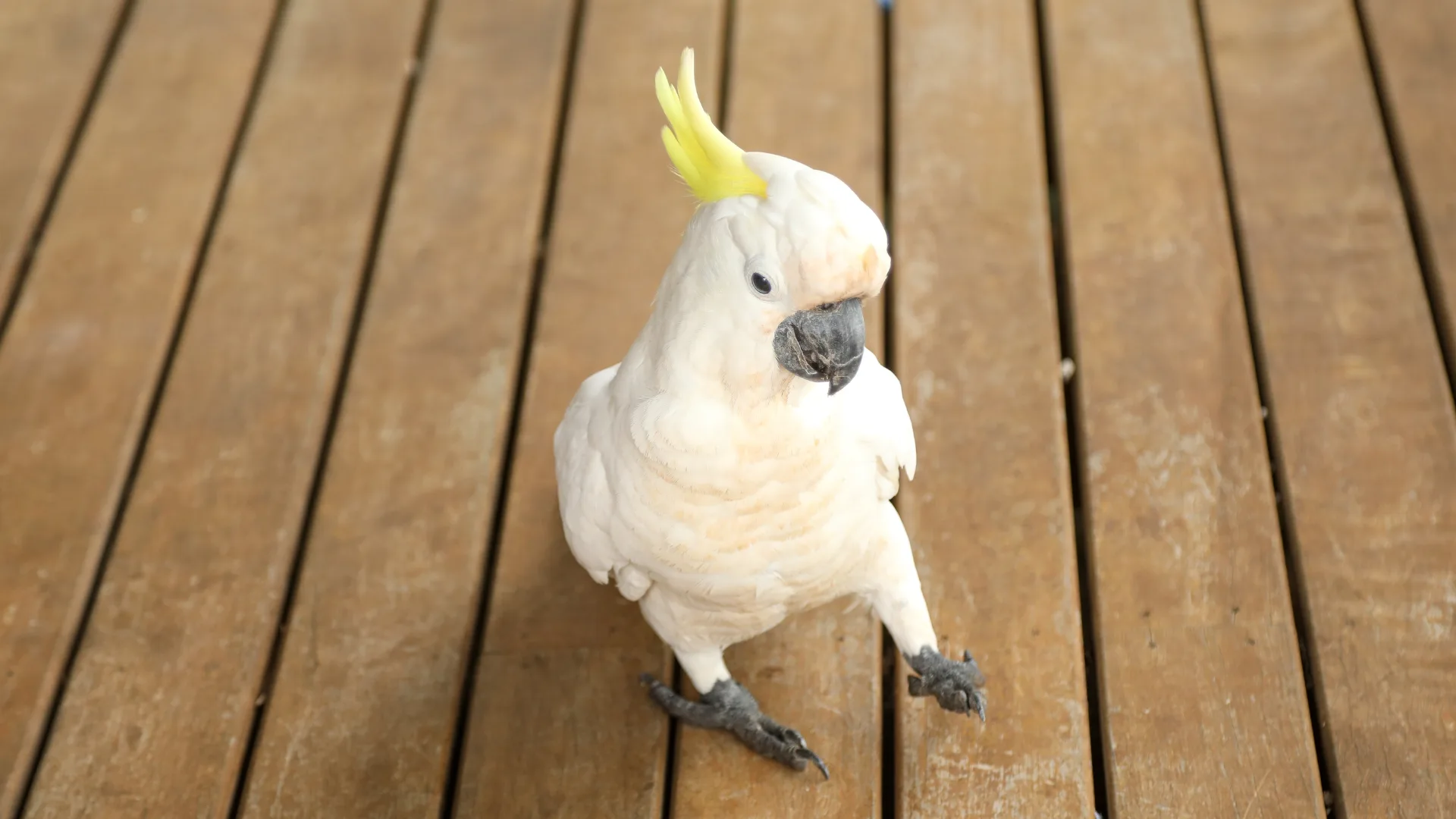How to Keep Birds from Pooping on Your Deck