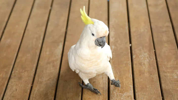 cockatoo on balcony