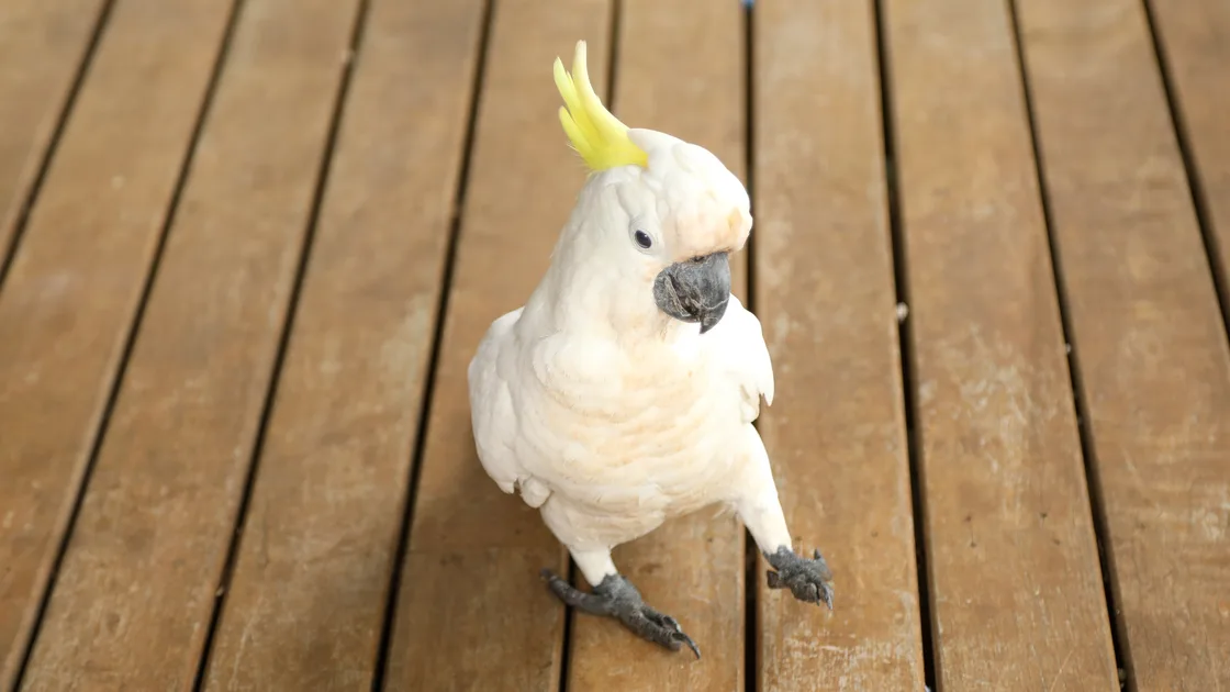 How to Keep Birds Away from Your Deck 