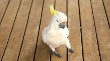cockatoo on balcony