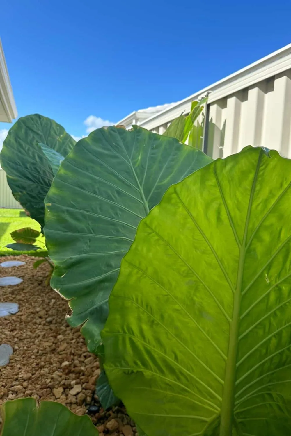 elepahnt ear plant in sydney