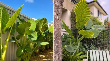 elephant ear plants