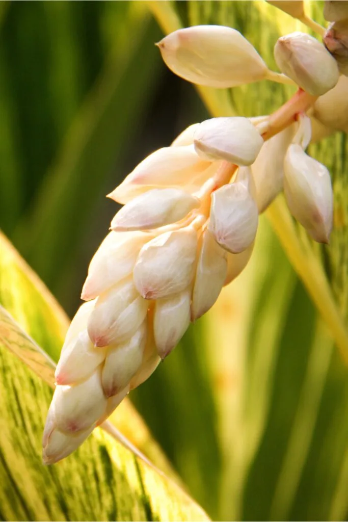 Alpinia officinarum