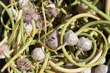 garlic bulbs with garlic scapes wrapping around them